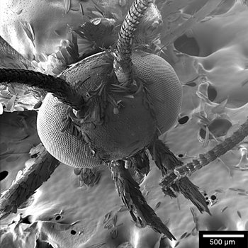 Moth imaged at 1keV with the In-Chamber E-T detector in the FIELD display mode for large field of view undistorted images, FOV 3 mm. Moth_1keV_sbar_1mm_E-T.jpg