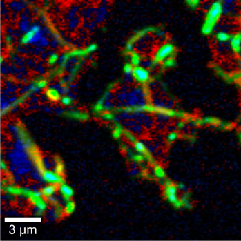 Graphene_Raman_Bild.png