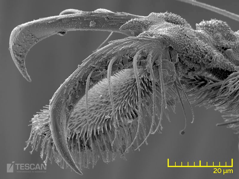 植物和动物科学